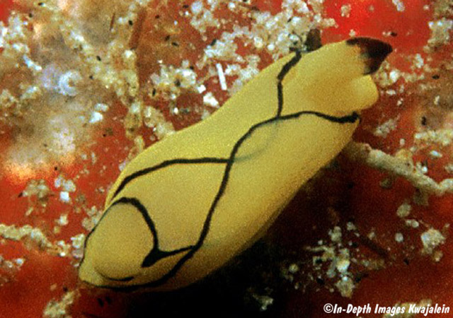 Siphopteron brunneomarginatum