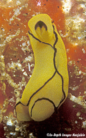 Siphopteron brunneomarginatum