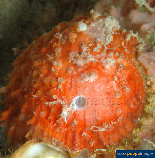 Spondylus anacanthus