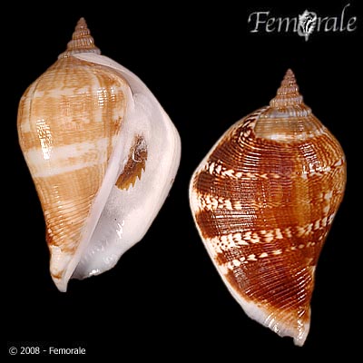 Strombus marginatus