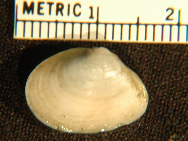 Tellina modesta