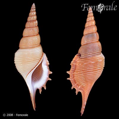 Tibia powisi