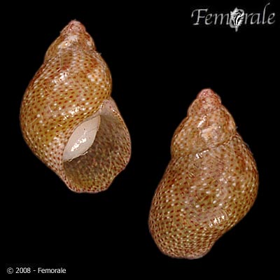 Tricolia affinis