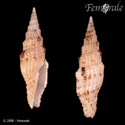 Vexillum mirabile