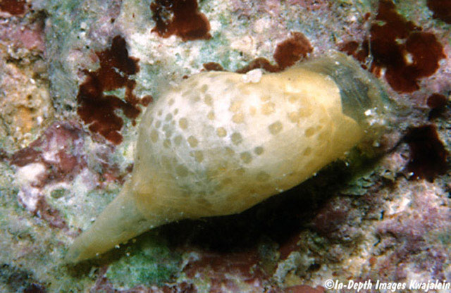 Volvatella maculata