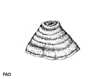 Accar_u0.gif