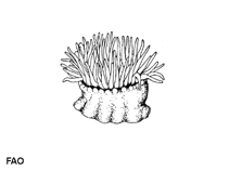 Acequ_u0.gif
