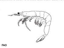 Acjap_u0.gif