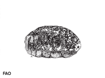 Acmau_u0.gif