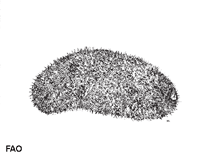 Acmil_u0.gif