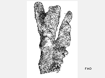 Acpal_u2.gif