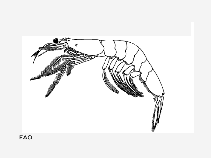 Acsib_u1.gif