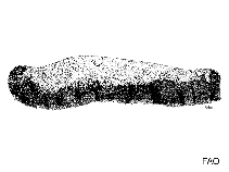 Acspi_u2.gif