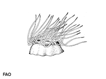 Ansul_u0.gif