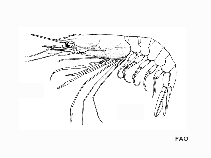 Arfol_u2.gif