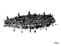 Aumol_u0.gif