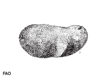 Bovit_u0.gif