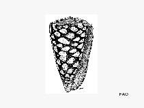 Comar_u1.gif