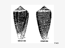 Corad_u1.gif