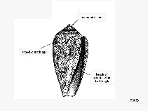 Cotex_u1.gif