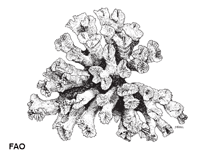 Eugla_u0.gif