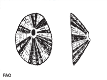 Finim_u0.gif