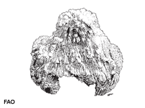 Hapil_u0.gif