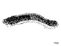 Hoedu_u1.gif