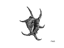 Lachi_u1.gif