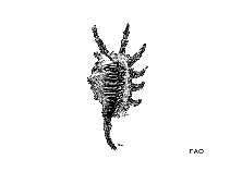 Lasco_u1.gif