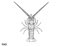 Litri_u0.gif