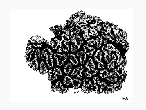 Locor_u1.gif