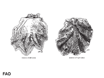 Locri_u0.gif