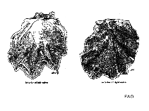 Locri_u1.gif