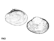 Macum_u0.gif