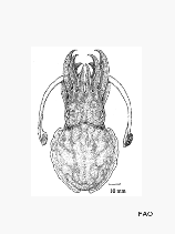 Mepfe_u1.gif
