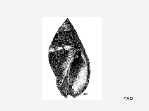 Nafra_u1.gif