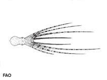 Ocasp_u0.gif