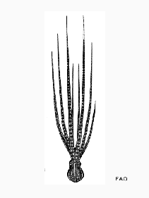 Ocorn_u1.gif