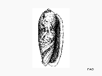 Olmin_u1.gif