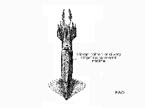 Ombar_u1.gif