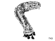 Pegra_u1.gif