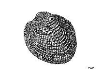 Peret_u1.gif