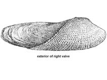 Phori_u0.gif