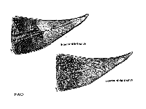 Pimur_u2.gif
