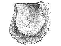 Pirad_u0.gif