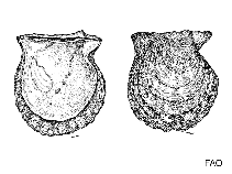 Pirad_u3.gif