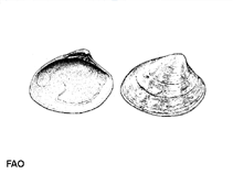 Pirud_u1.gif