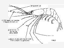 Plmar_u1.gif