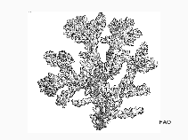 Podam_u1.gif